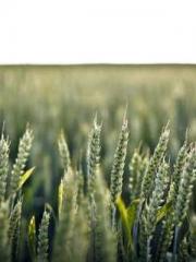 Transmigrated to the