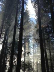 The Return of the Su