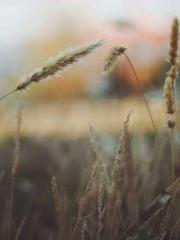 Lǐnfēng Lín yún yu y