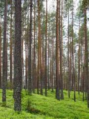 lt;Nineth Uncle, you