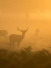 lt;lt;lt;The Peerles