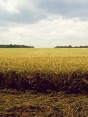 The Beloved Physicia