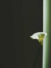 Li Qingqing and Zhao