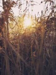 Meng Jinyu Gu Jingxi